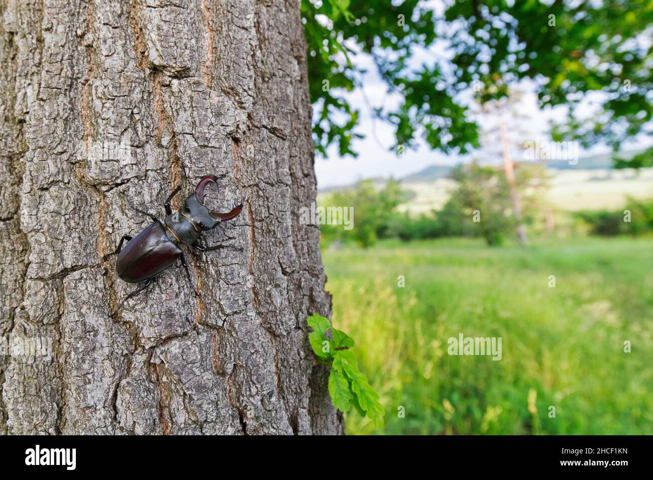 Coléoptère européen (Lucanus cervus) avec de grandes mandibles / mâchoires grimpant sur l'écorce de tronc de chêne le long de la prairie en été Banque D'Images