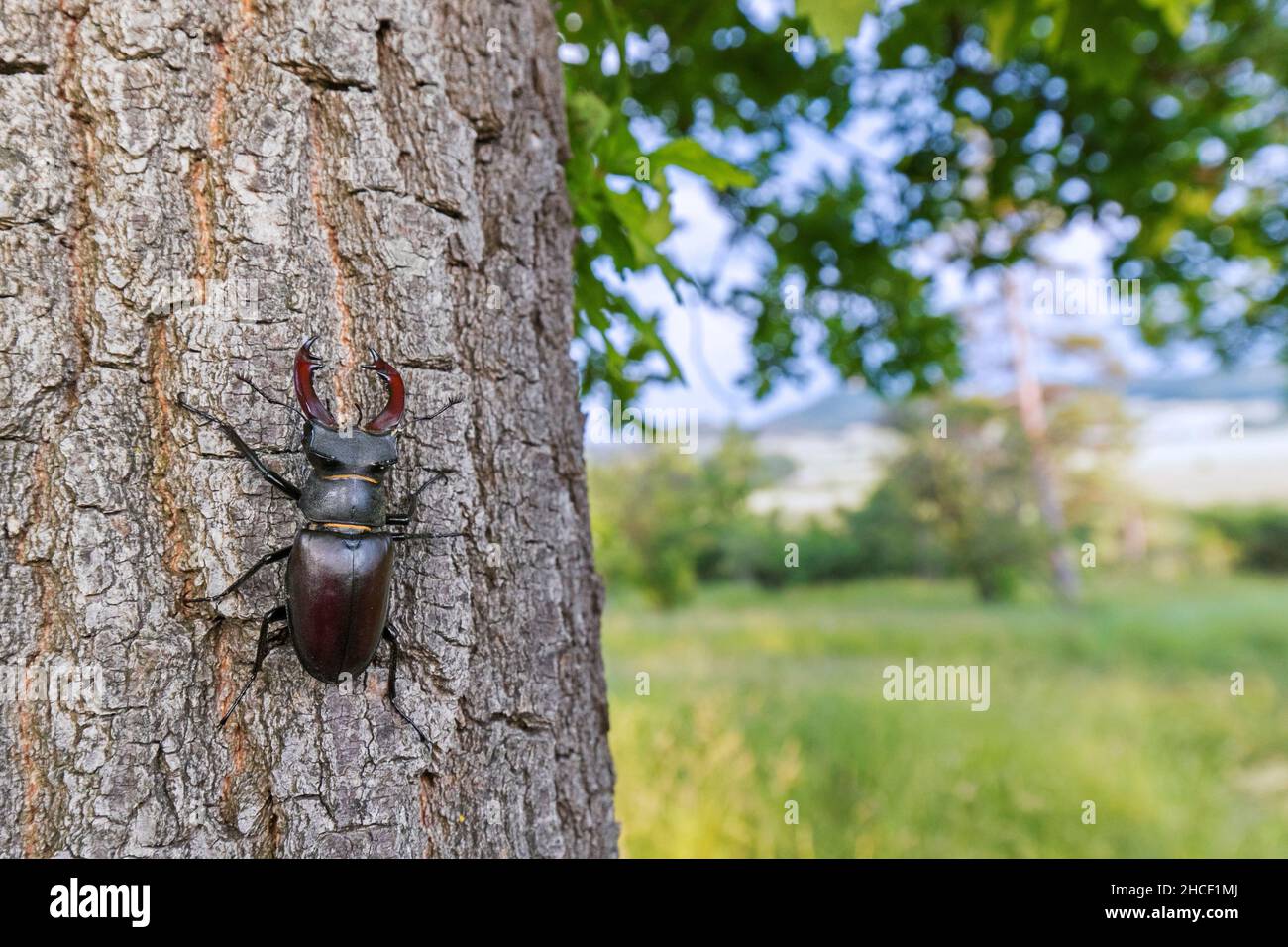 Coléoptère européen (Lucanus cervus) avec de grandes mandibles / mâchoires grimpant sur l'écorce de tronc de chêne le long de la prairie en été Banque D'Images