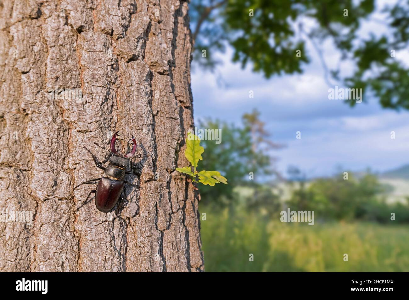 Coléoptère européen (Lucanus cervus) avec de grandes mandibles / mâchoires grimpant sur l'écorce de tronc de chêne le long de la prairie en été Banque D'Images