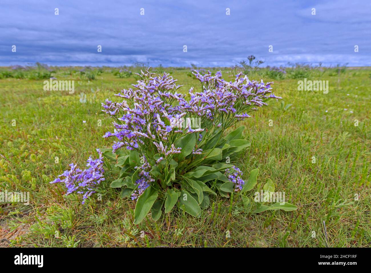 Fleur halophyte commune de lavande de mer (Limonium vulgare) dans le marais salé / saltmarais en été Banque D'Images