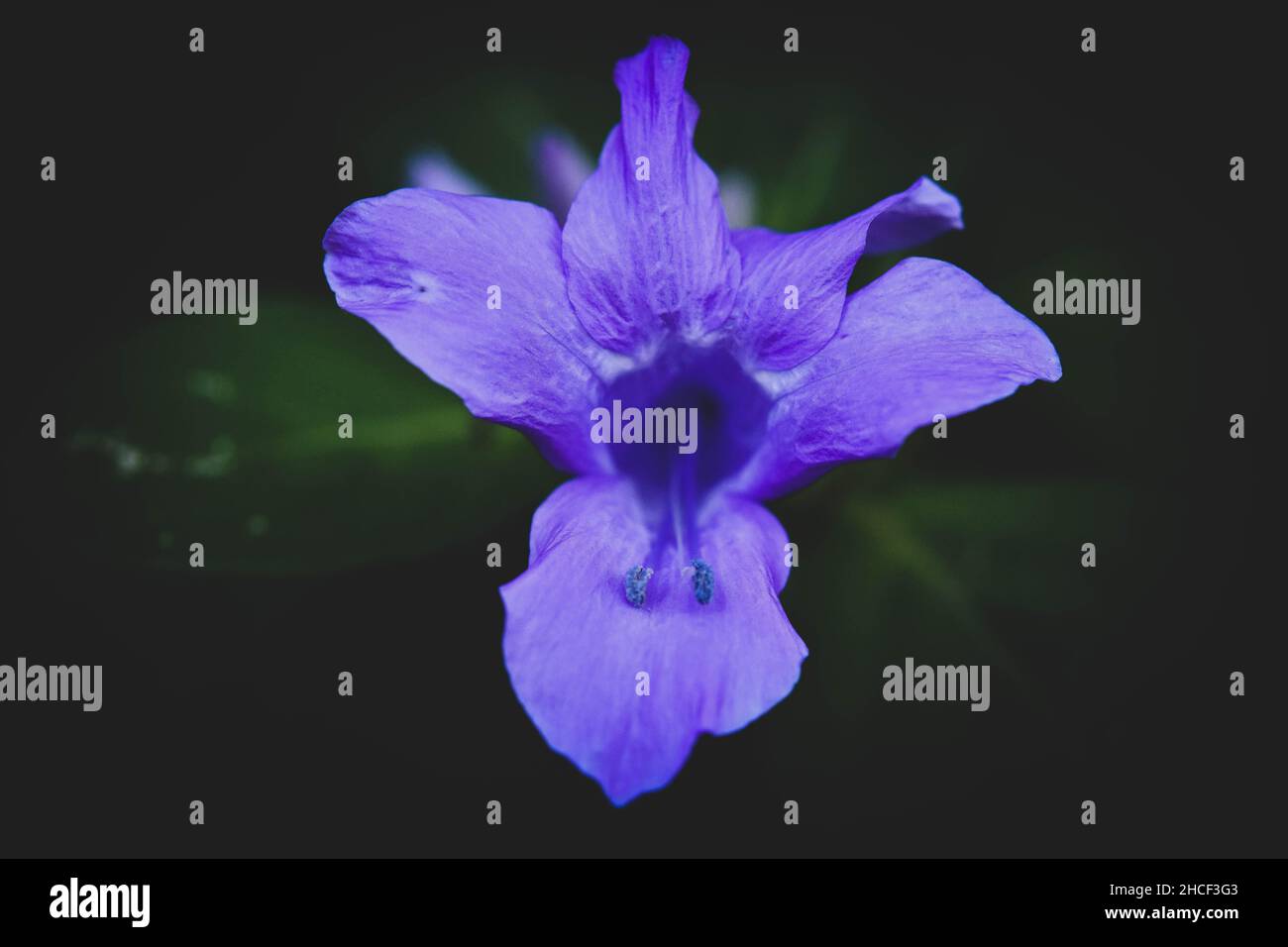 Ruellia sont des plantes à fleurs communément appelées ruellias ou pétunias sauvages.Ce sont des plantes ornementales populaires et certaines sont utilisées comme plantes médicinales, mais beaucoup sont connues ou soupçonnées d'être toxiques.Belize. Banque D'Images
