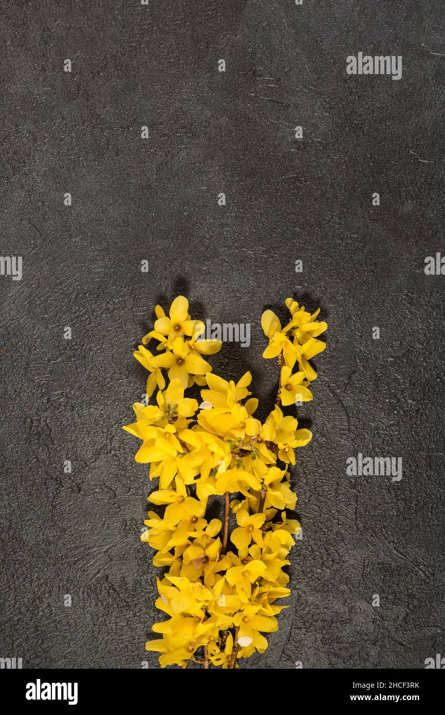 Fleurs jaunes fraîches sur une table sombre Banque D'Images