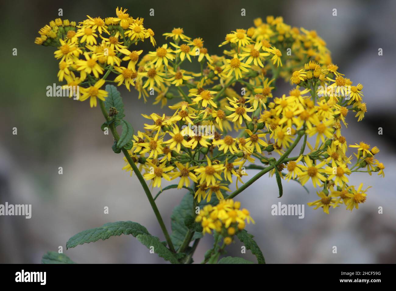 Gros plan de belle fleur jaune de ragwort commun Banque D'Images