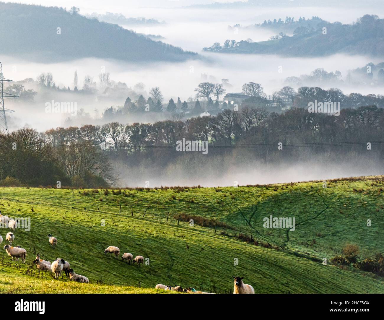 Royaume-Uni, Angleterre, Devonshire, Teign Valley.Brume matinale au-dessus de l'église de Doddiscombsleigh dans la vallée pendant que les moutons se broutent dans les champs. Banque D'Images