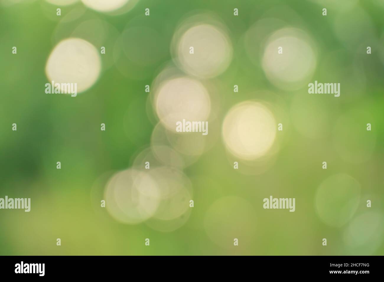 le bokeh s'allume sur fond vert Banque D'Images
