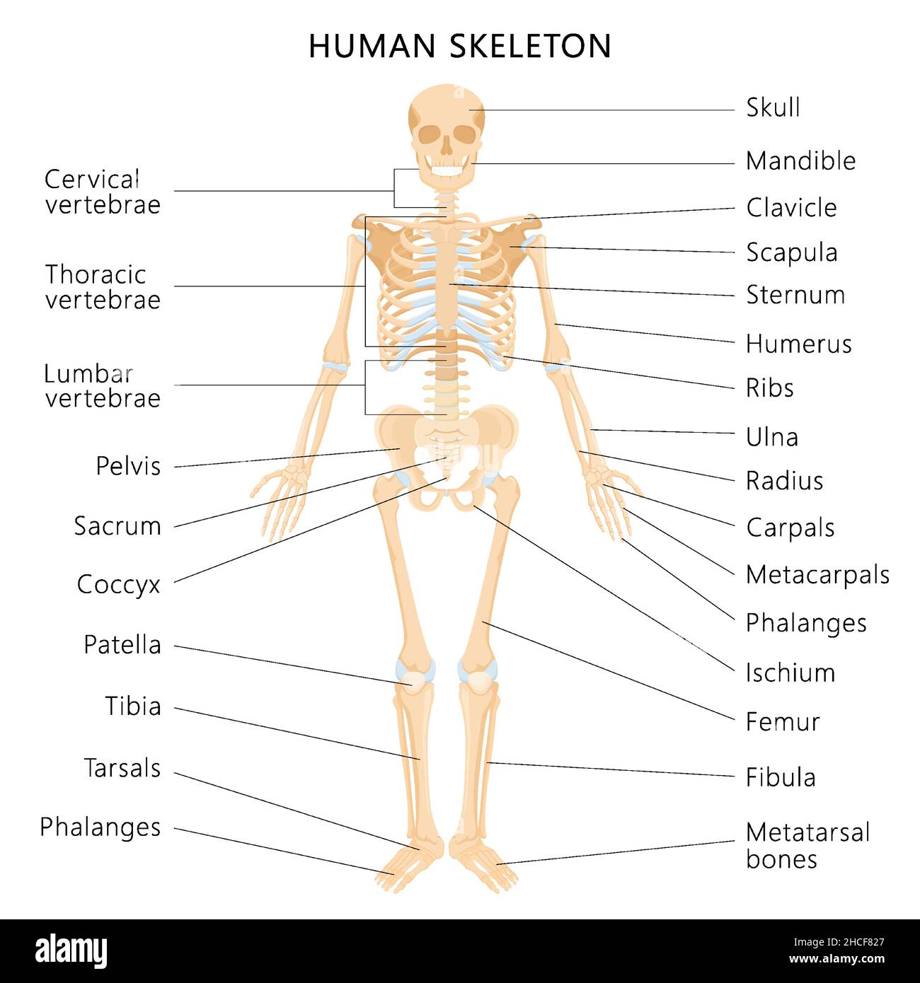 Système squelettique humain avec lettrage des os infographiques sur ...