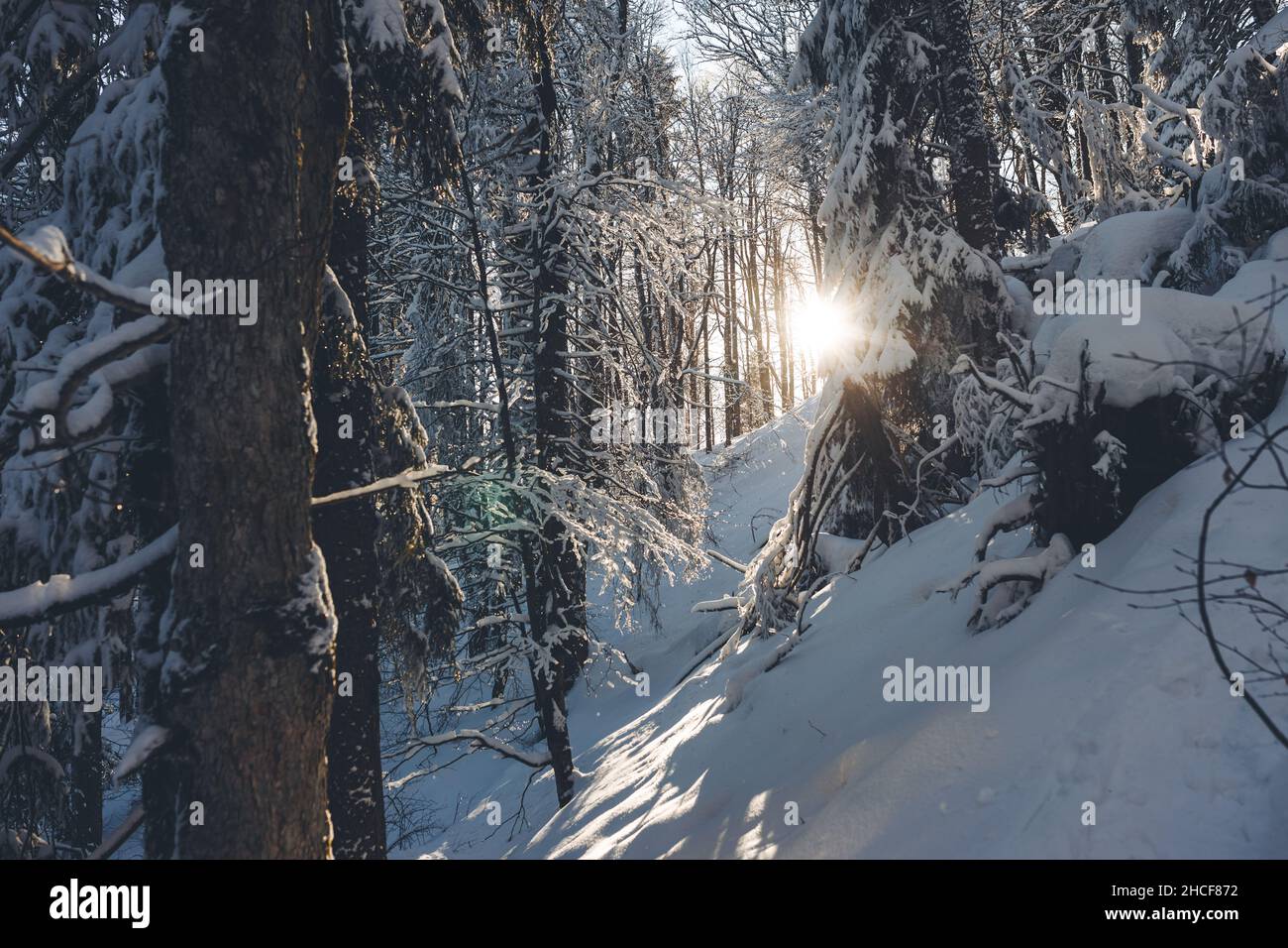 Photo étonnante d'une forêt enneigée lors d'une journée d'hiver ensoleillée en Slovaquie Banque D'Images