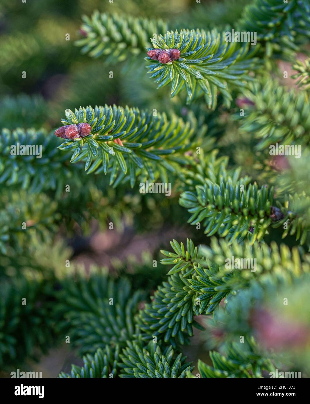 Branches de sapins Pinsapo, dans la Sierra de las Nieves, Malaga image prise près de Puerto de los Pilones.Détail d'une branche. Banque D'Images