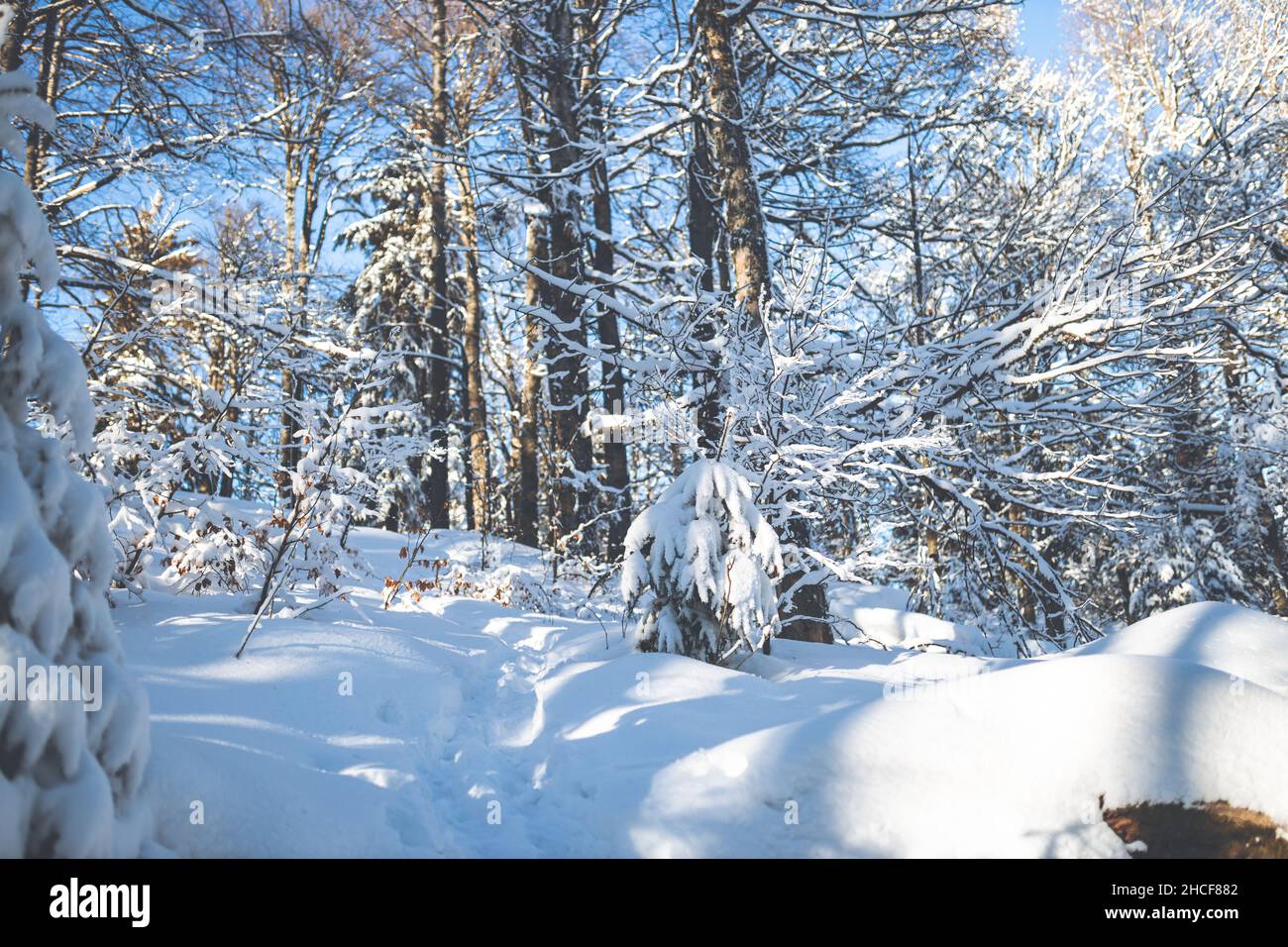 Photo verticale d'un magnifique paysage d'hiver d'une forêt enneigée avec des arbres enneigés Banque D'Images
