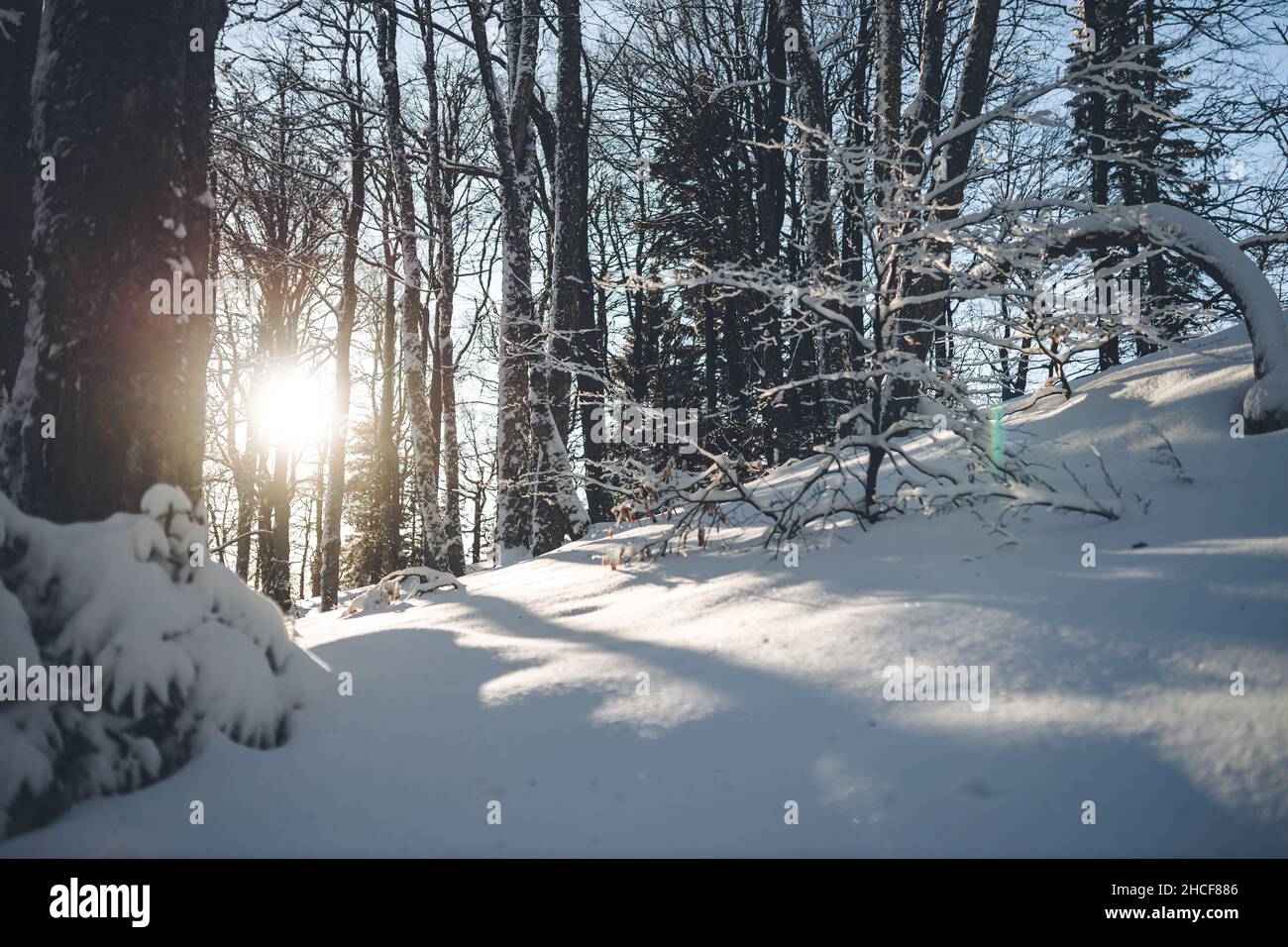 Photo verticale d'un magnifique paysage d'hiver d'une forêt enneigée avec des arbres enneigés Banque D'Images