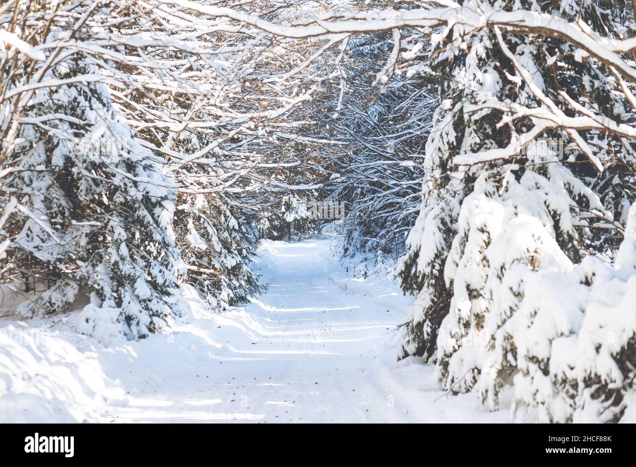 Route de randonnée couverte de glace dans une forêt enneigée de pins par une belle journée d'hiver en Slovaquie Banque D'Images