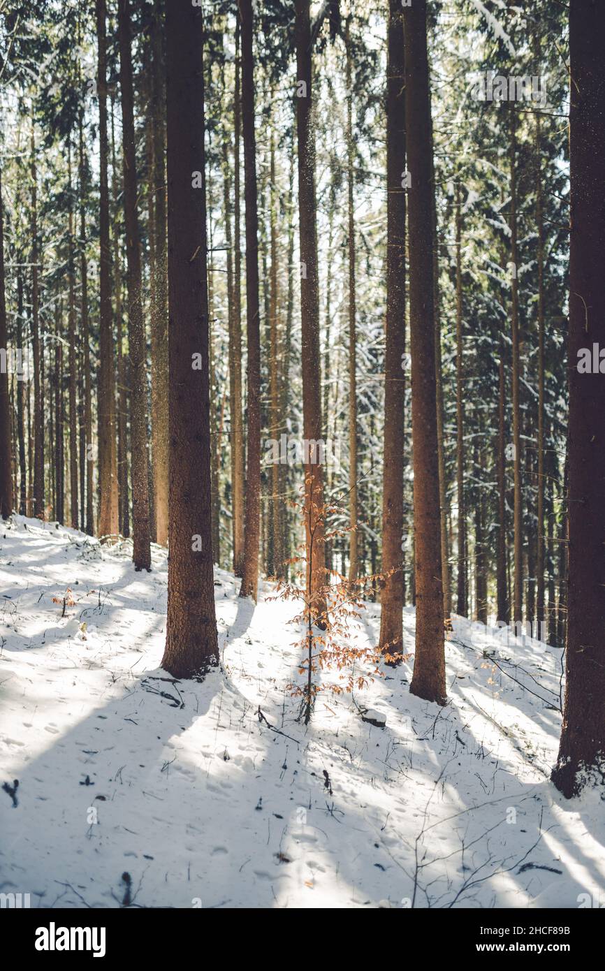 Plan vertical de troncs d'arbres dans une forêt enneigée lors d'une journée d'hiver ensoleillée en Slovaquie Banque D'Images