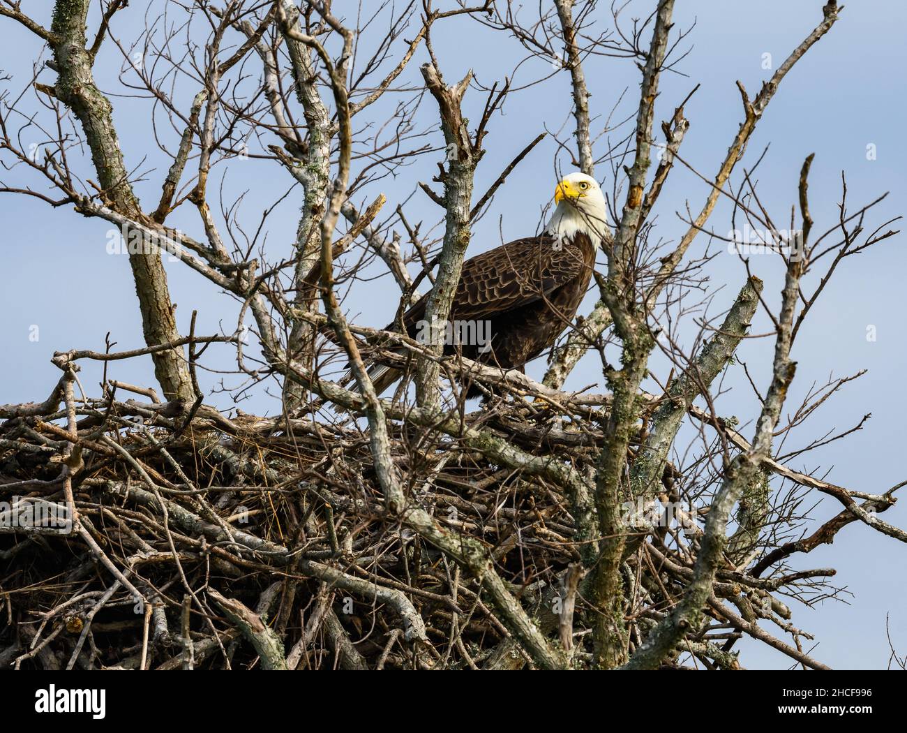 Un aigle à tête blanche adulte (Haliaeetus leucocephalus) garde son nid.Houston, Texas, États-Unis. Banque D'Images