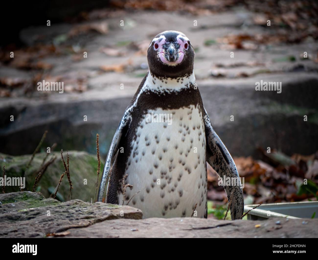 Observation des pingouins au zoo Banque D'Images