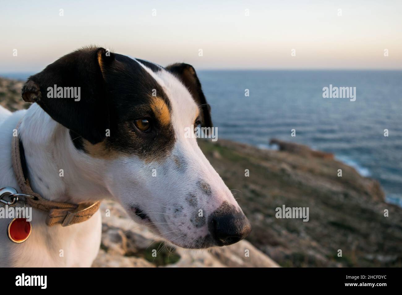 Gros plan du visage d'un chien de race de terrier et de croisement avec pointeur, avec œil de noisette Banque D'Images