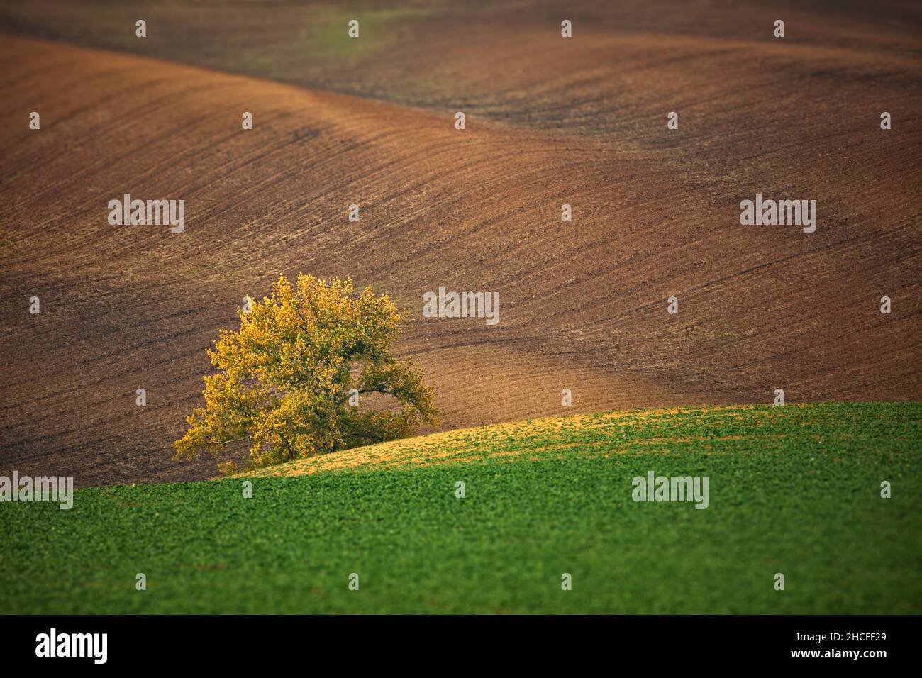 Arbre au milieu des belles collines vallonnées de la Toscane morave en République tchèque Banque D'Images