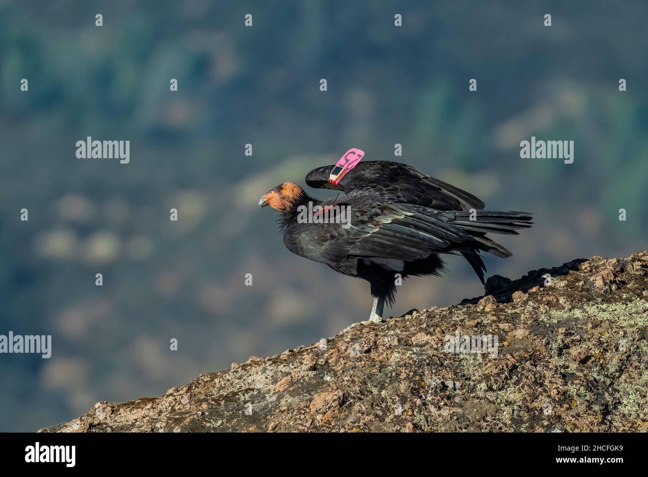 California Condor, Gymnogans californianus, n° 25 perché au sommet d'un rocher dans le parc national High Peaks of Pinnacles, Californie, États-Unis Banque D'Images