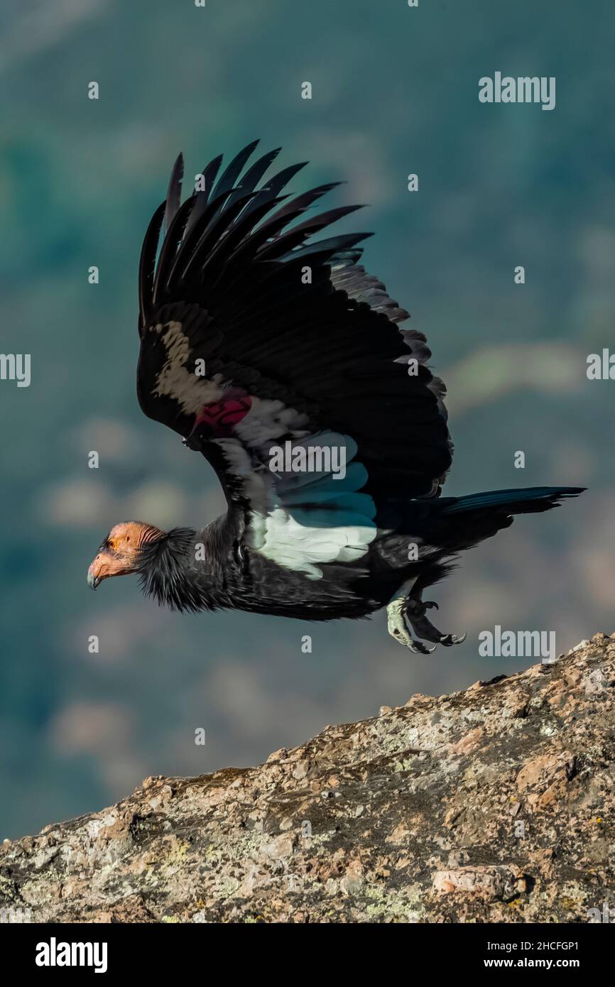 California Condor, Gymnogans californianus, #25 décollage d'un rocher dans le parc national des Hautes pics des Pinnacles, Californie, Etats-Unis Banque D'Images