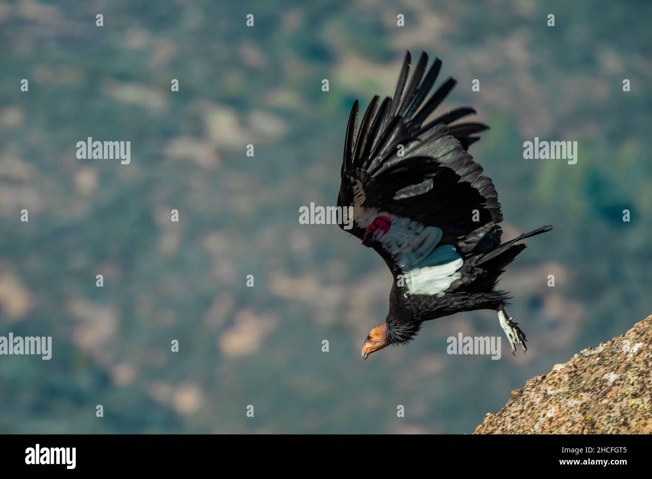 California Condor, Gymnogans californianus, #25 décollage d'un rocher dans le parc national des Hautes pics des Pinnacles, Californie, Etats-Unis Banque D'Images