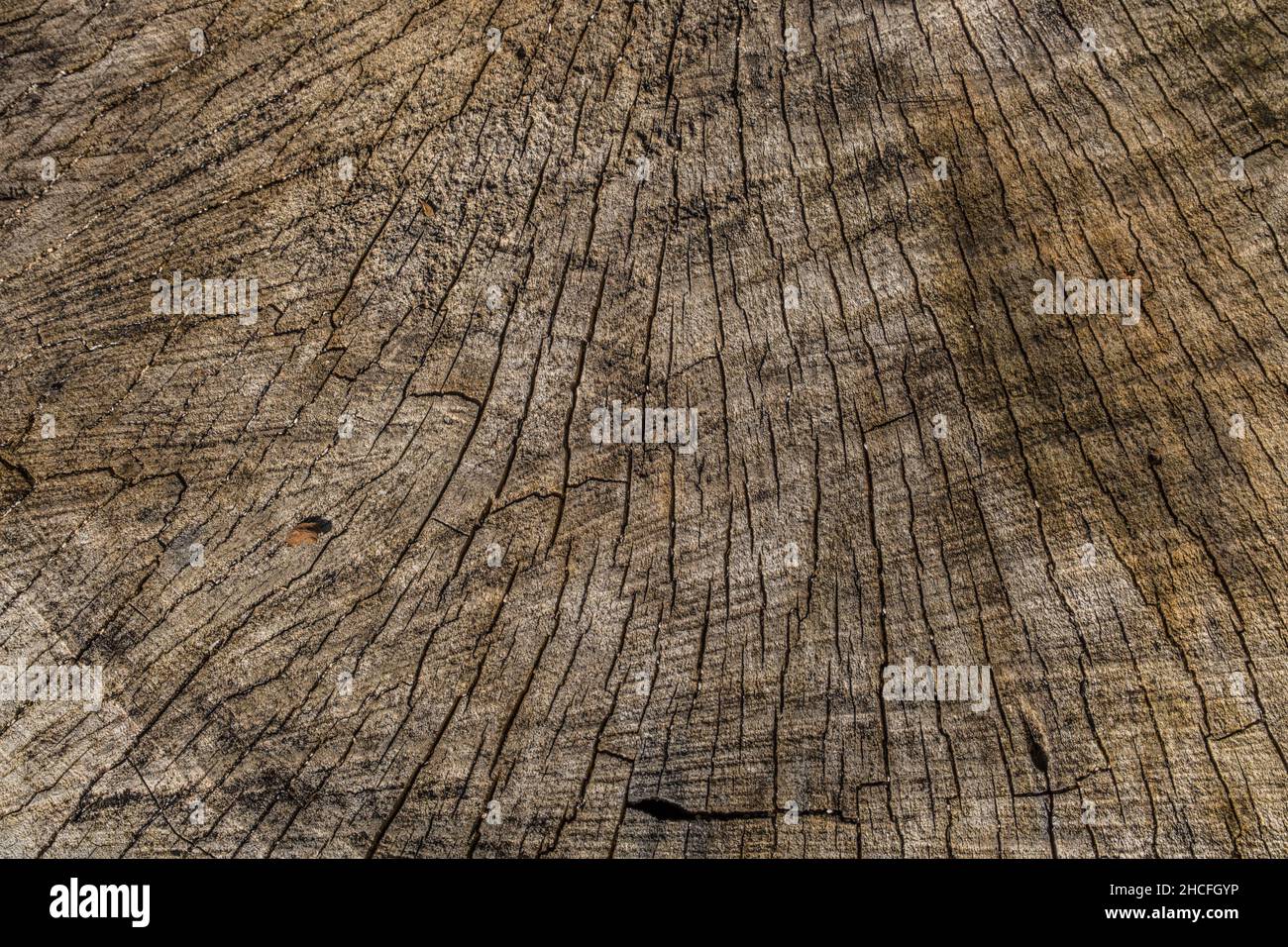 Une coupe de scie grossière d'un arbre vue partielle de dessus de gros plan montrant des fissures et des fissures avec quelques petits trous et des marques de scie textures et fonds Banque D'Images