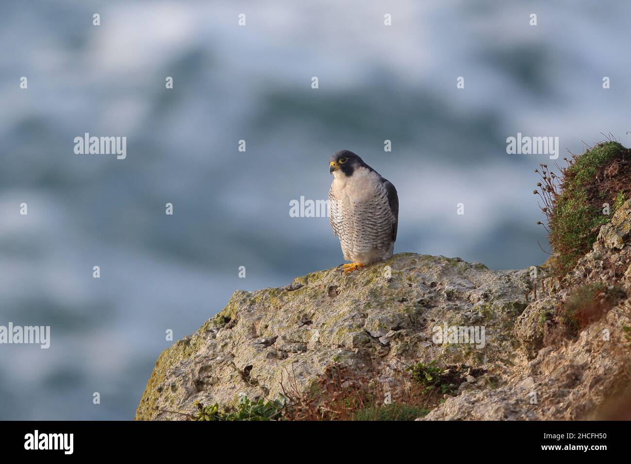 Le faucon pèlerin, aussi connu sous le nom de faucon pèlerin, et historiquement sous le nom de faucon de canard en Amérique du Nord, est un oiseau de proie. Banque D'Images