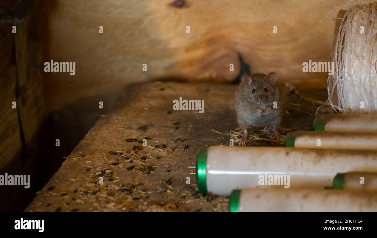 La souris se nourrissant sur le grain dans la grange Banque D'Images