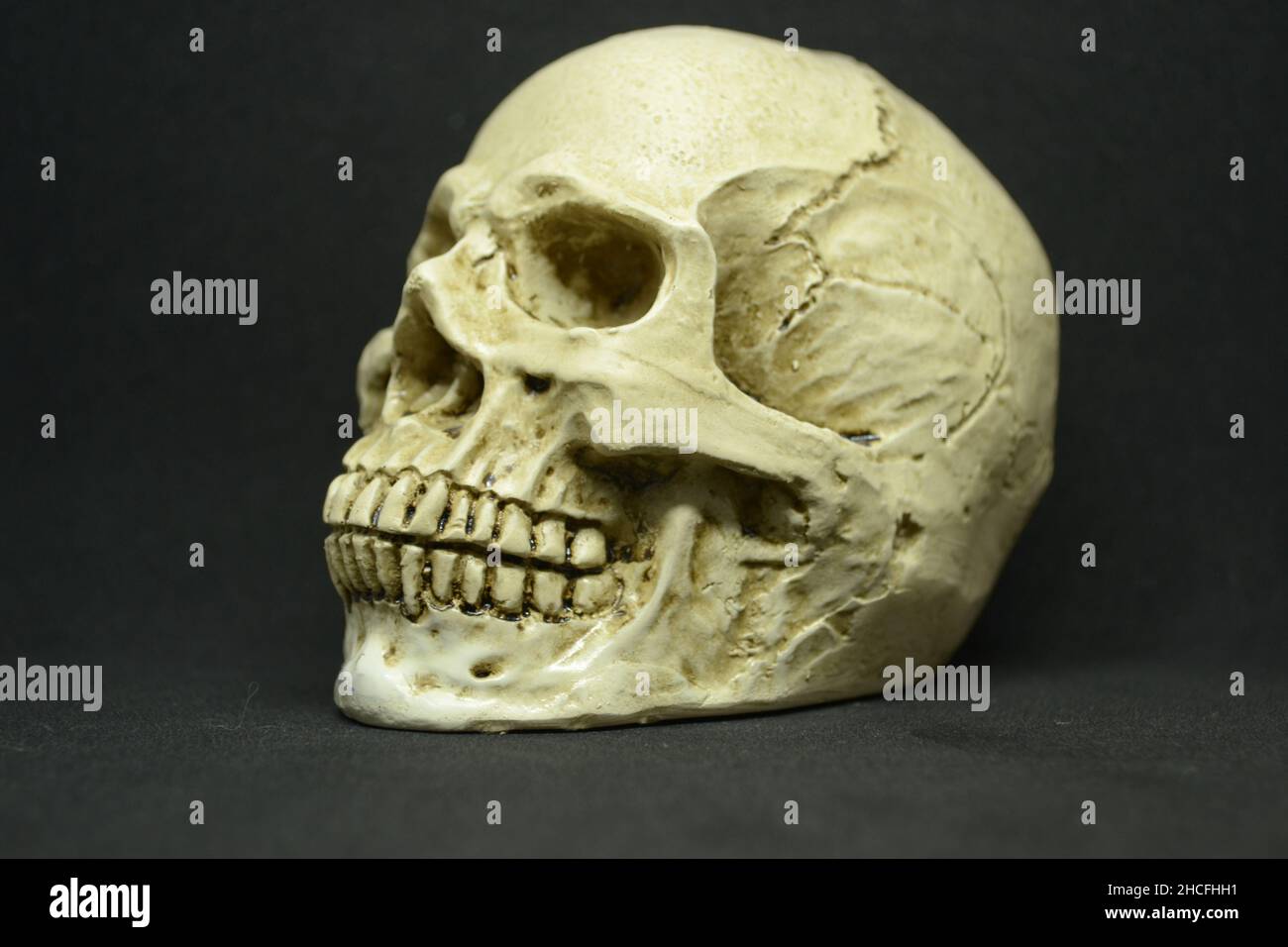Gros plan du crâne humain sur fond sombre. Banque D'Images