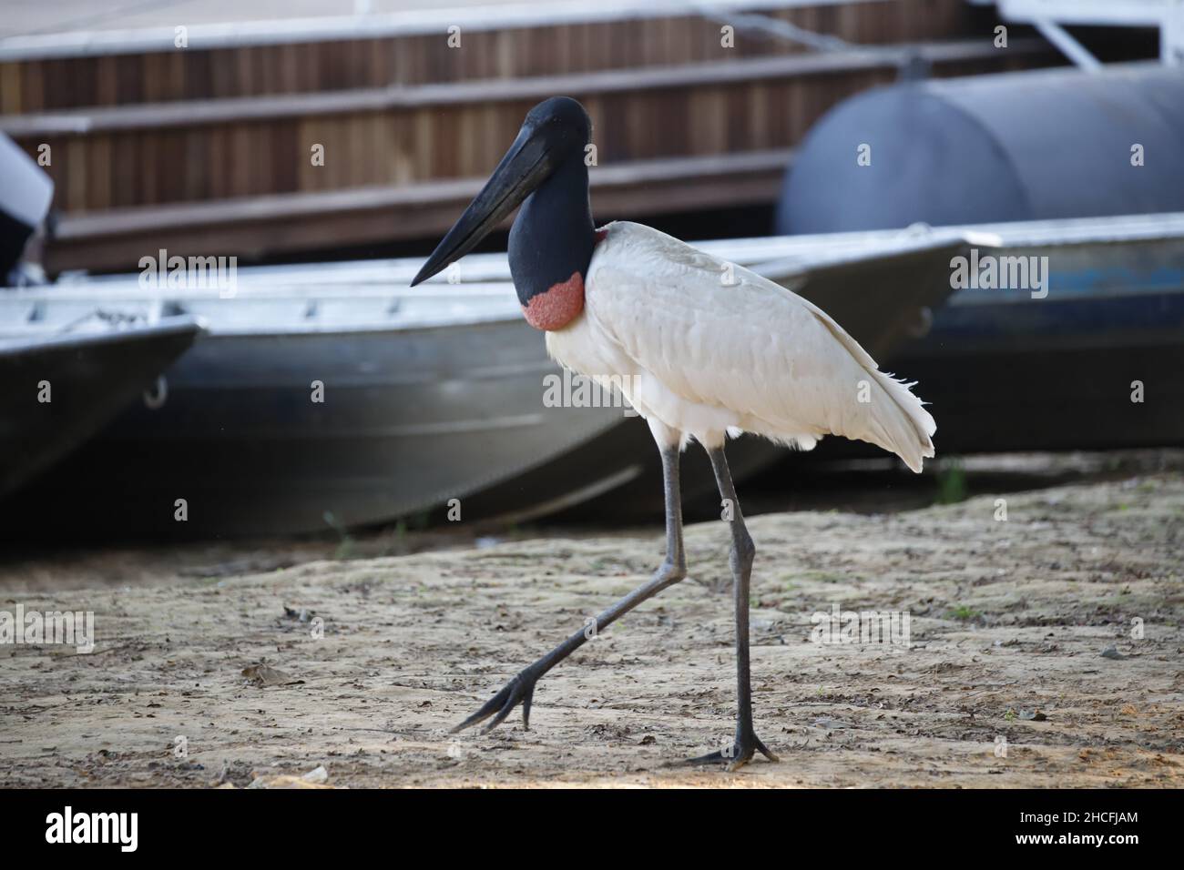 Belle photo d'oiseau brésilien de jabiru avec un bateau en arrière-plan Banque D'Images