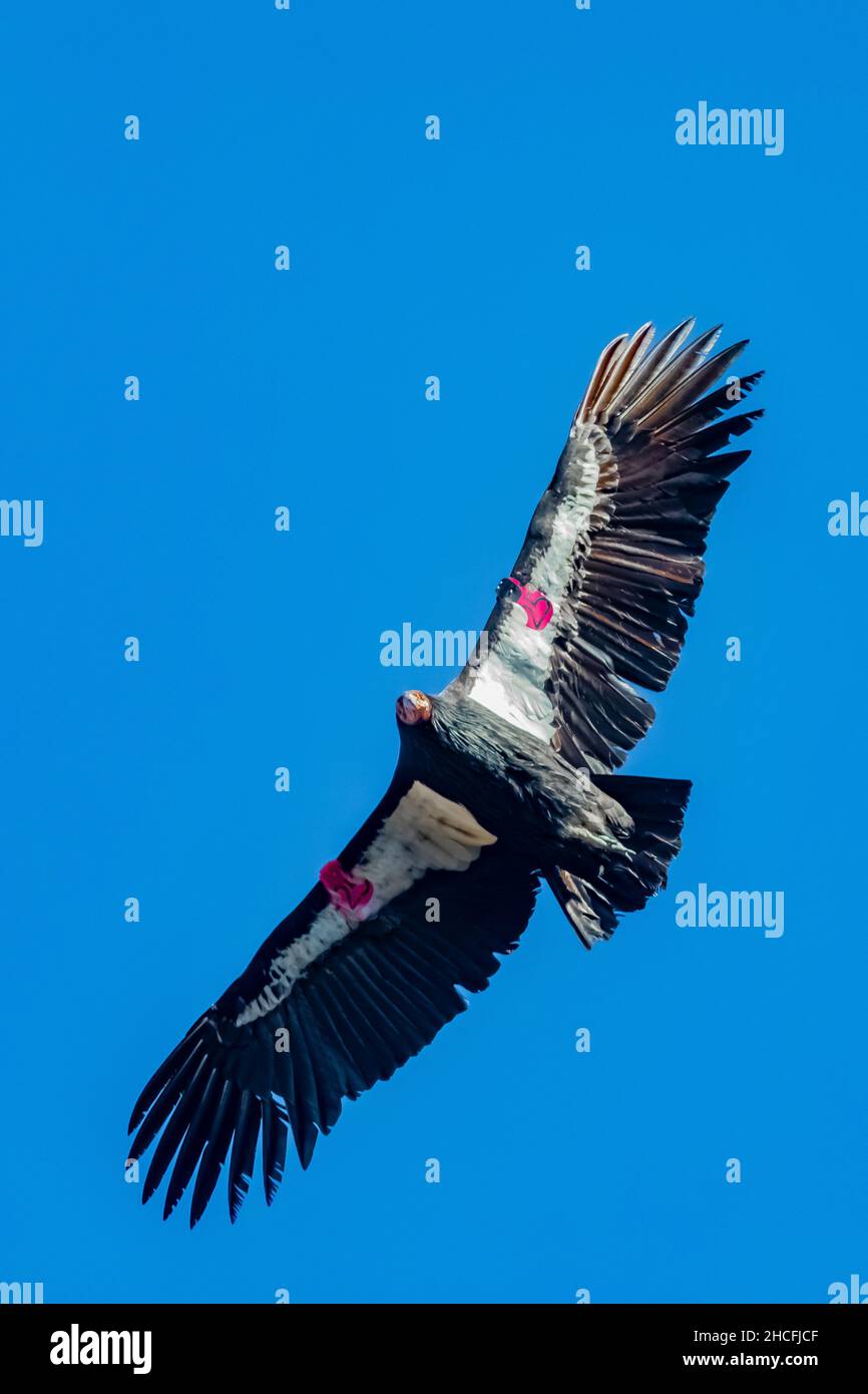 California Condor, Gymnogans californianus, surplombant les hauts sommets du parc national des Pinnacles, Californie, États-Unis Banque D'Images