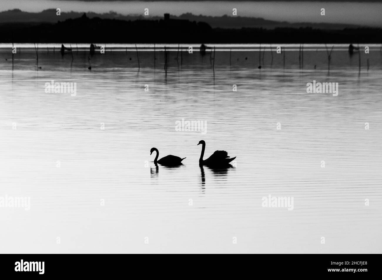 Deux silhouettes de cygnes sur un lac Banque D'Images