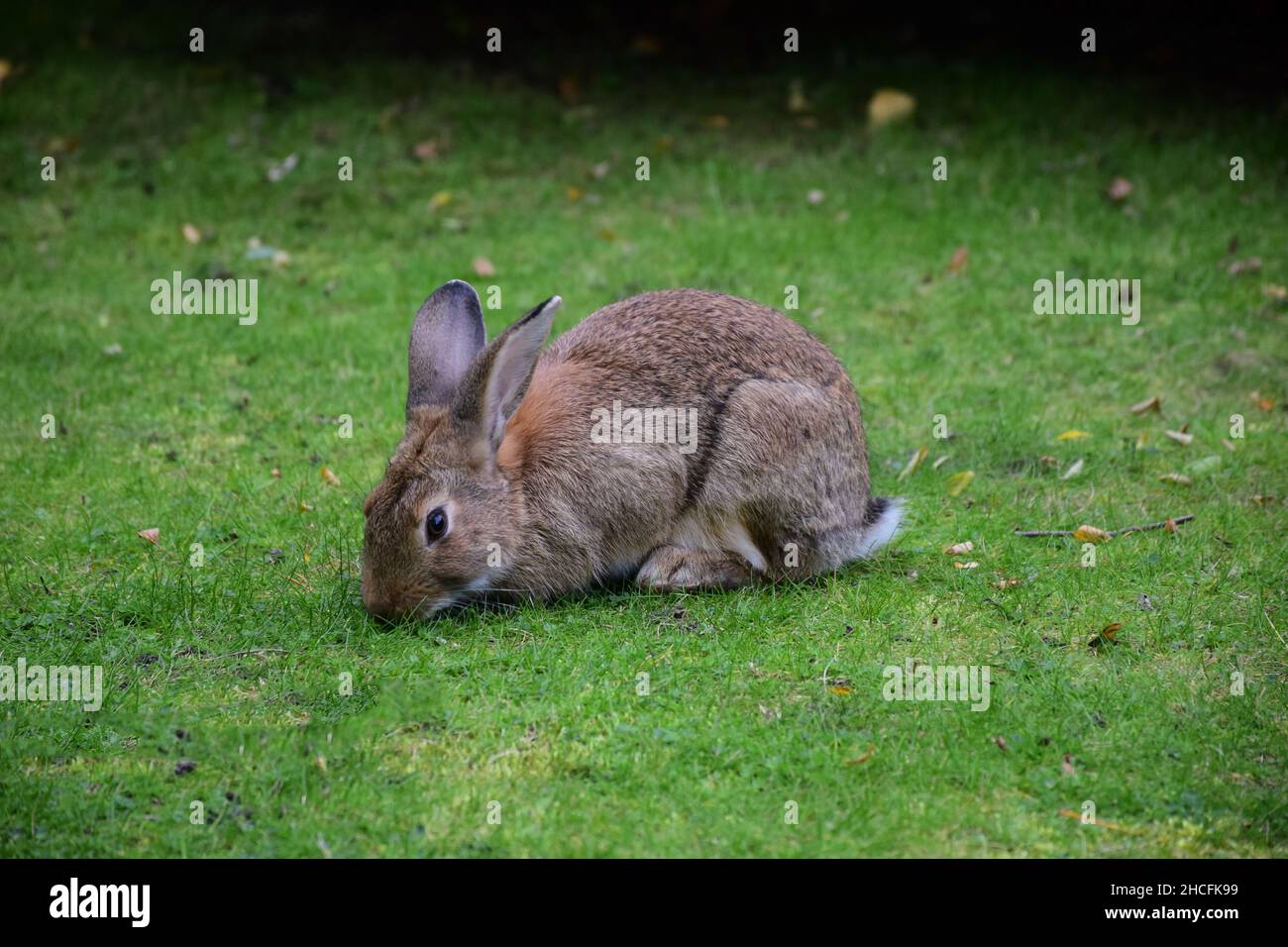 Le lièvre repose sur l'herbe au milieu du châssis et mange l'herbe.Le premier plan et l'arrière-plan sont très flous Banque D'Images