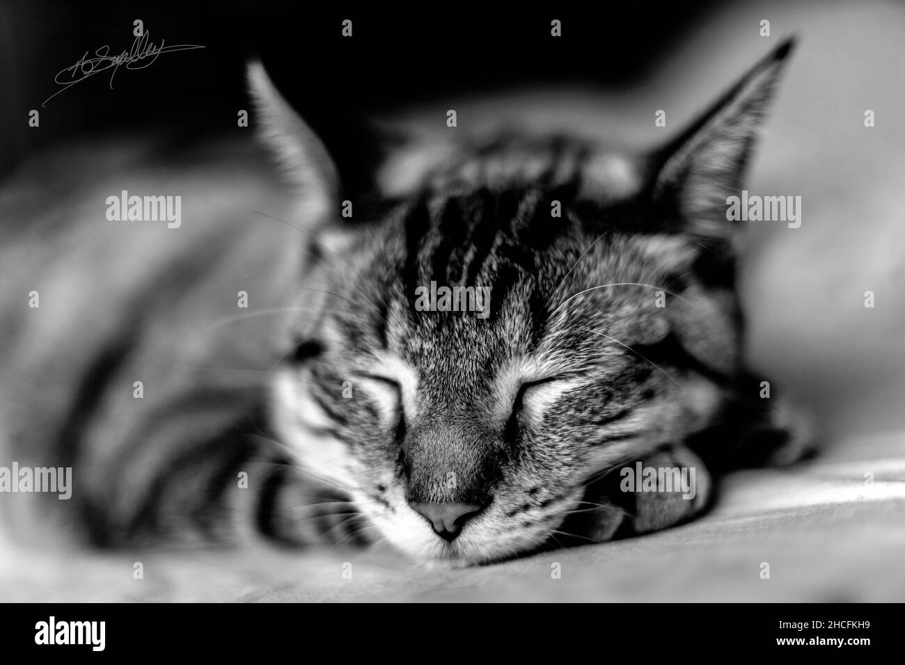 Gros plan en niveaux de gris d'un adorable visage de chat endormi Banque D'Images