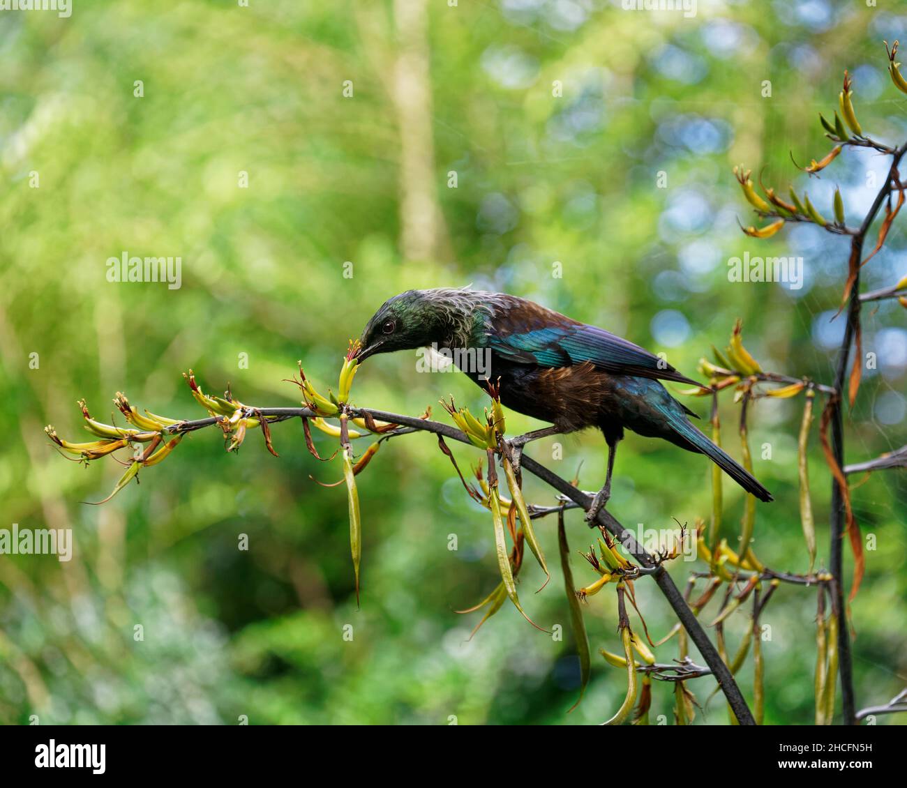 TUI, oiseau de passereau endémique de Nouvelle-Zélande, se nourrissant du nectar de lin.L'étamine de fleur dépose le pollen orange sur sa tête. Banque D'Images