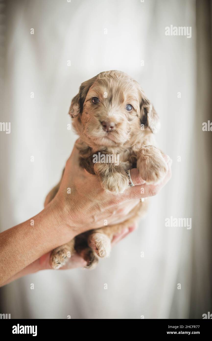 Photo verticale d'une main tenant un adorable chiot brun clair Labradoodle Banque D'Images