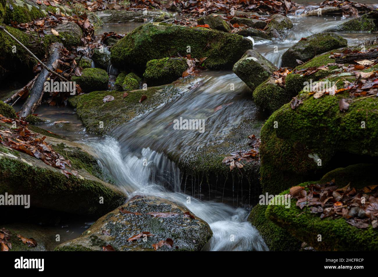 Gros plan d'une petite cascade dans la forêt et de pierres couvertes de mousse. Banque D'Images