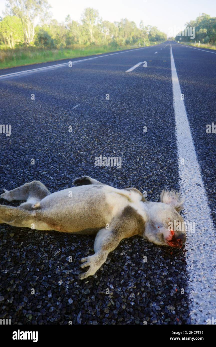 Roadkillled koala (Phascolarctus cinereus) sur l'autoroute, dans le centre du Queensland, en Australie Banque D'Images