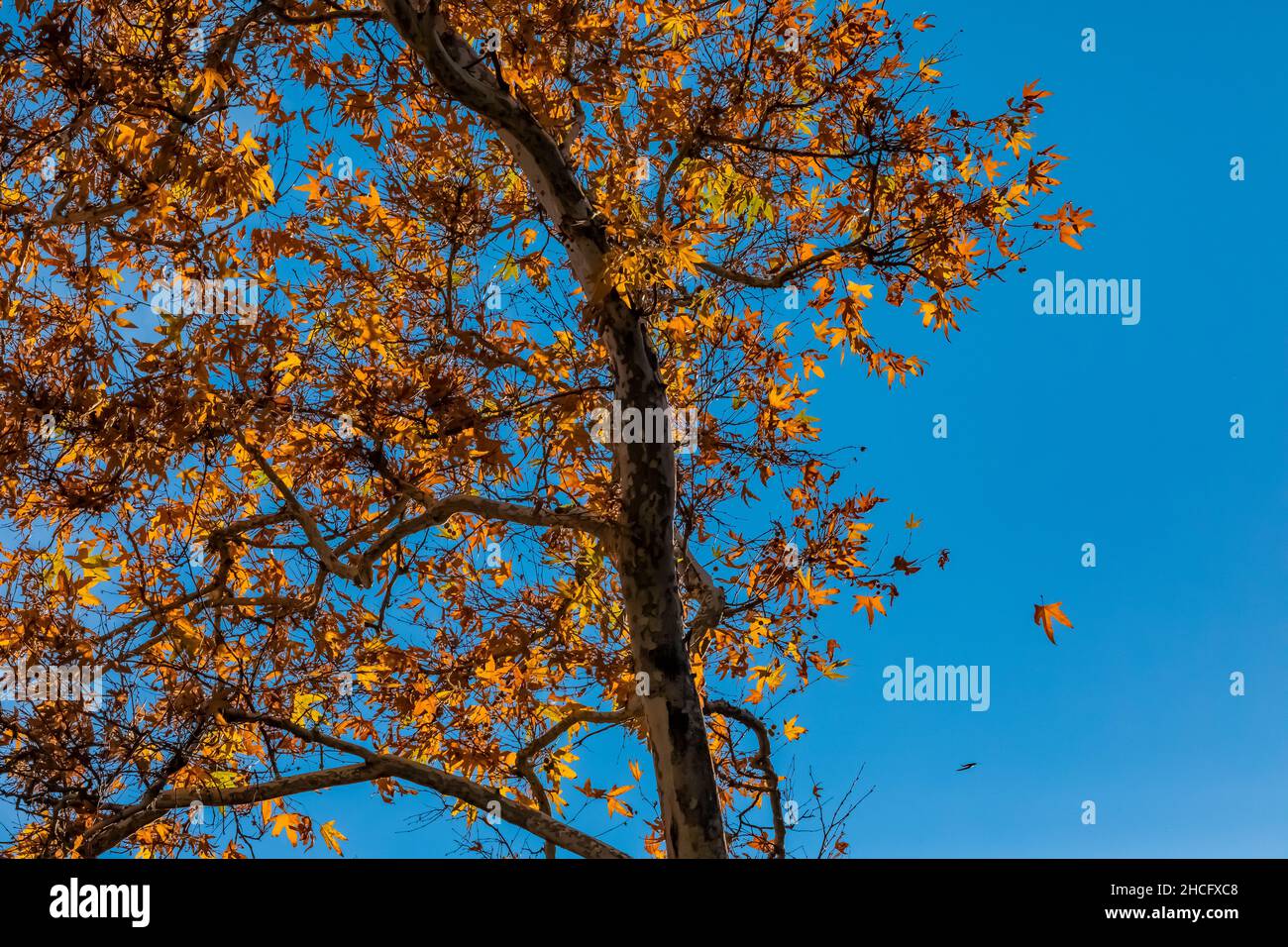 WESTERN Sycamore, Platanus racemosa, le long du parc national des Pinnacles de Bear Creek, Californie, États-Unis Banque D'Images