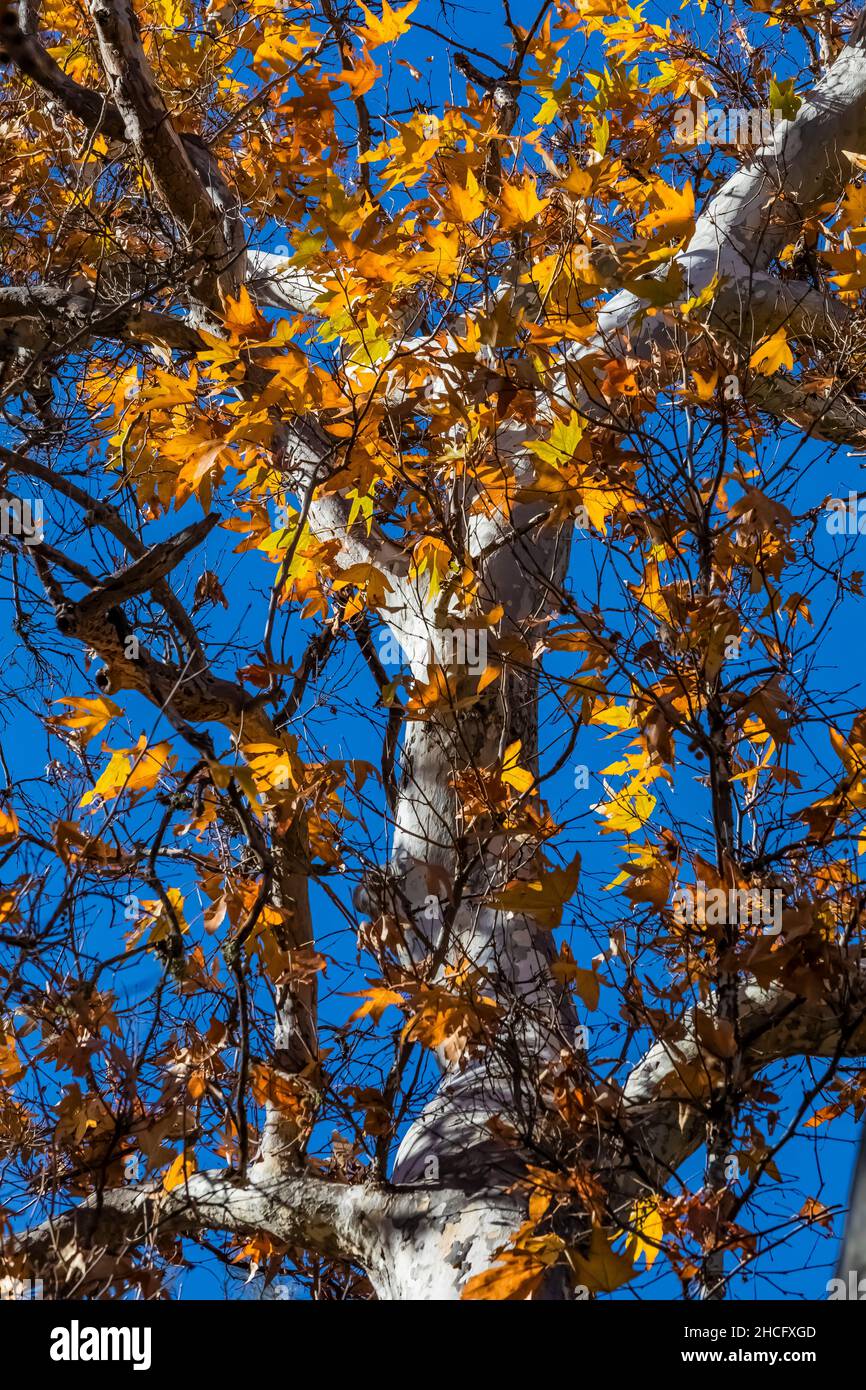 WESTERN Sycamore, Platanus racemosa, le long du parc national des Pinnacles de Bear Creek, Californie, États-Unis Banque D'Images