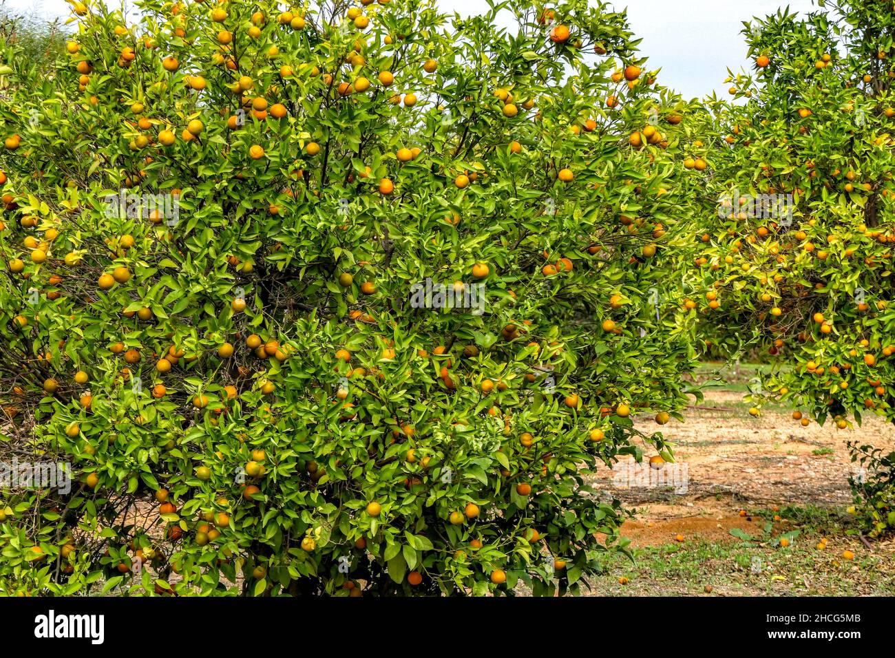 Un verger avec des kumquat arbres avec des fruits mûrs sur les branches.Israël Banque D'Images