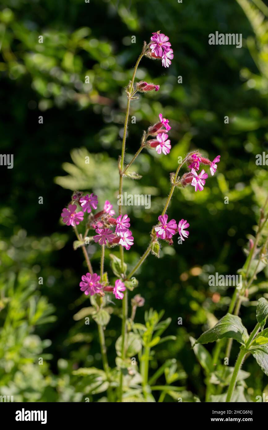 Campion rouge (Silene dioica).Fleurs mâles ayant des étamines.Unisexuel.Plante poilue. Banque D'Images