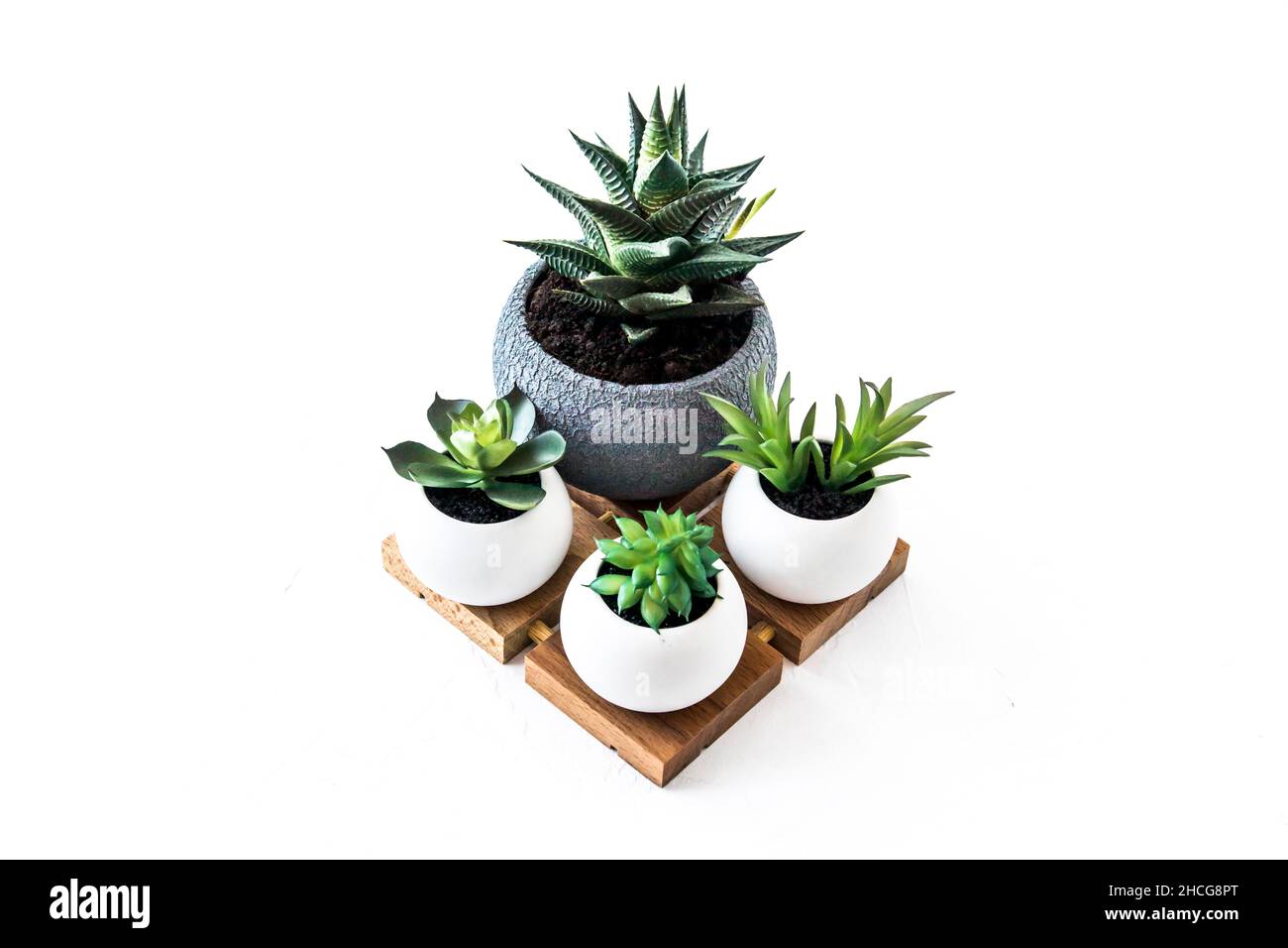 des succulents evergreen et un cactus en pots kéraïques sur un podium en bois sur fond blanc avec une copie de l'espace Banque D'Images