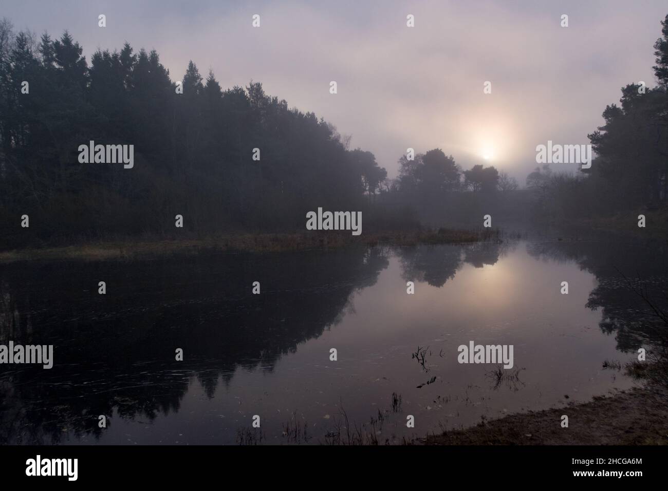 Un matin de brume le long des rives d'un lac dans une forêt Banque D'Images