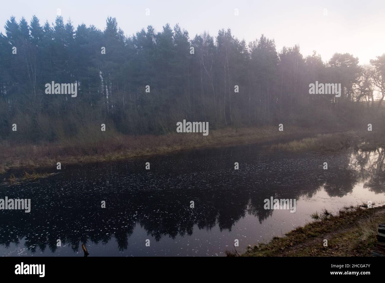 Un matin de brume le long des rives d'un lac dans une forêt Banque D'Images