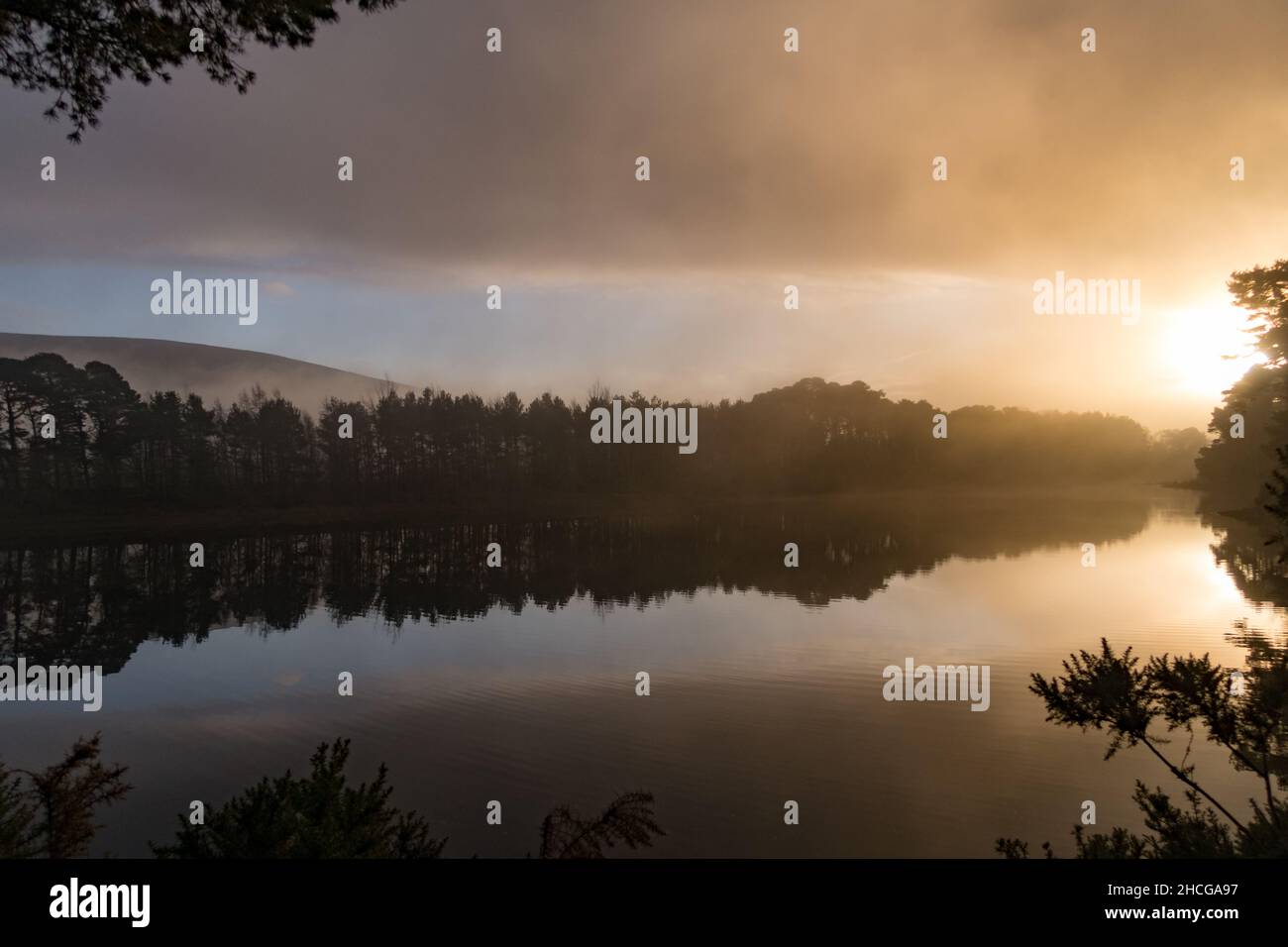 Un matin de brume le long des rives d'un lac dans une forêt Banque D'Images