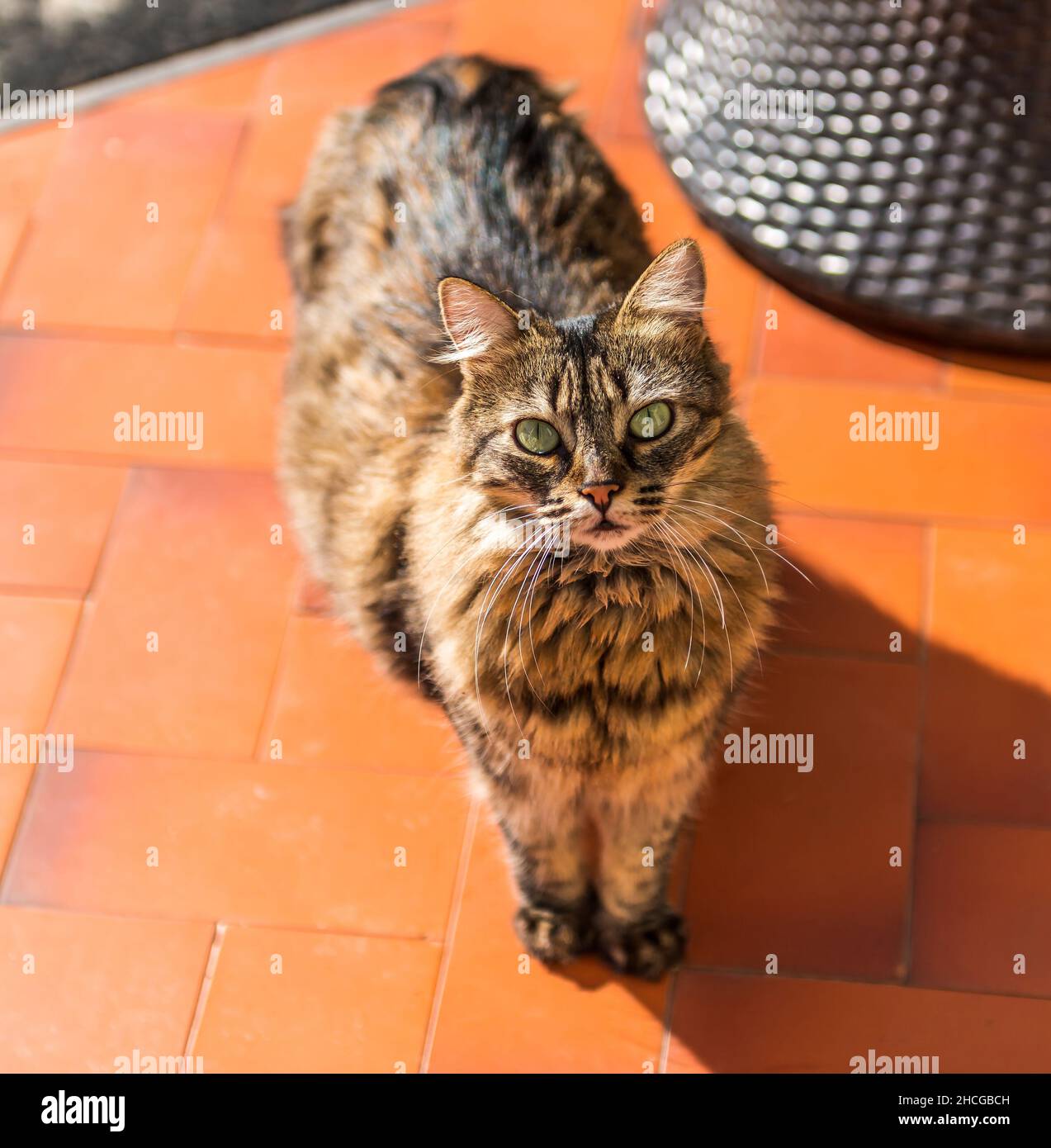 European Longhair Cat Banque De Photographies Et D Images A Haute Resolution Alamy