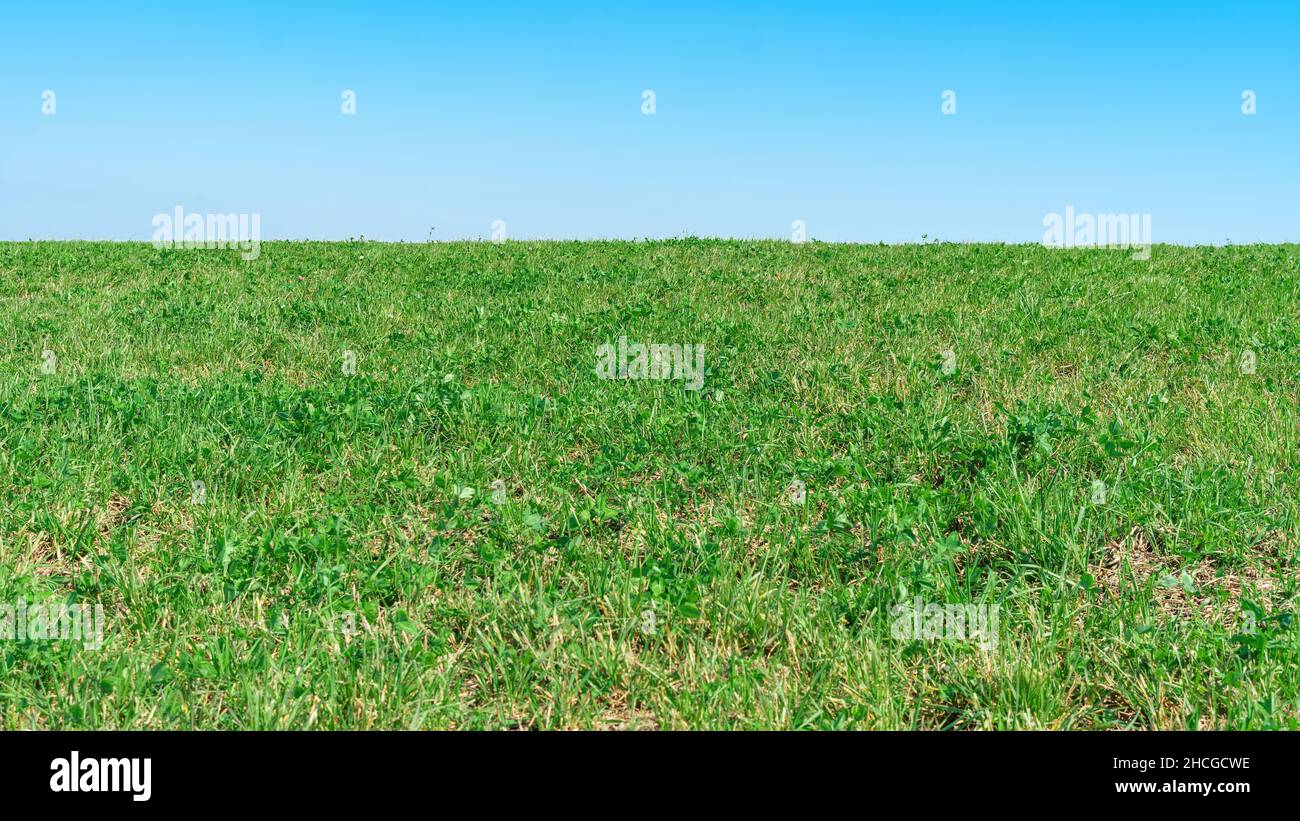 Herbe contre le ciel bleu.Arrière-plan pour les collages et l'art photographique Une bande d'herbe et une bande de ciel en gros plan.Maquette de campagne naturelle. Banque D'Images
