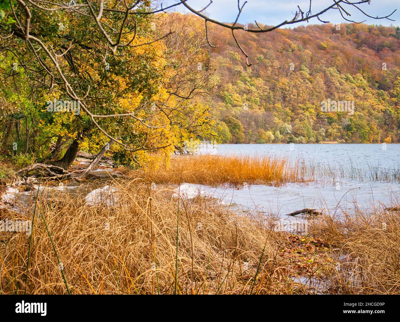 Belle, couleurs d'automne vibrantes dans les feuilles de Laacher See, un lac volcanique en Allemagne. Banque D'Images