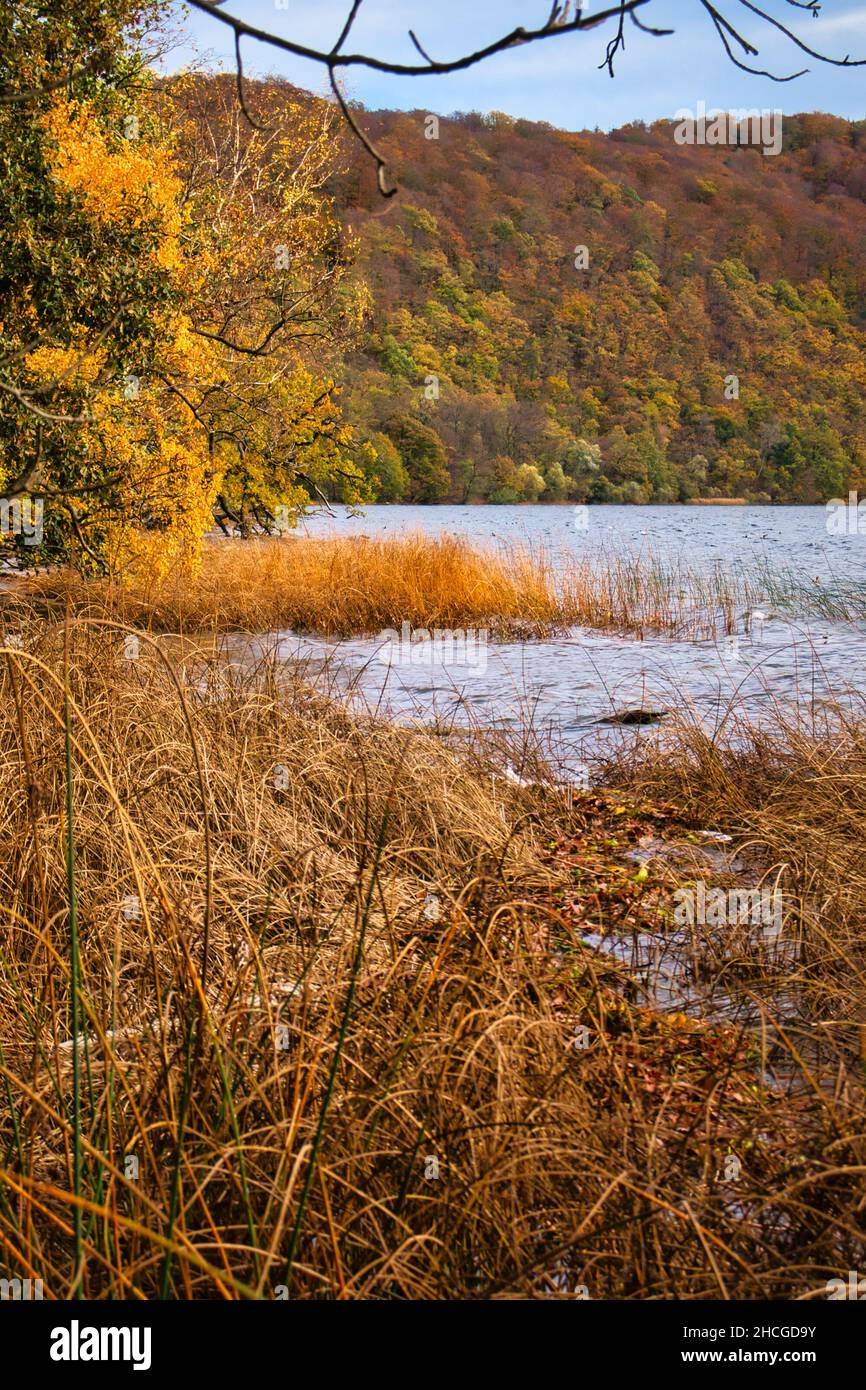 Herbe jaune dans l'eau à Laacher See un jour d'automne en Allemagne. Banque D'Images