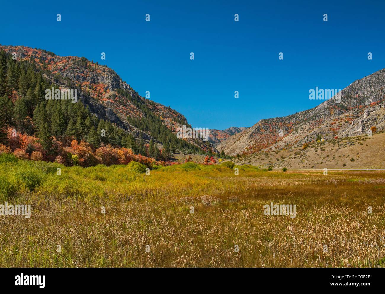 Bear River Range, Blacksmith Fork Canyon Road (SR101), Fall Colors, près de Hyrum, Wasatch Range, Uinta Wasatch cache National Forest, Utah, États-Unis Banque D'Images