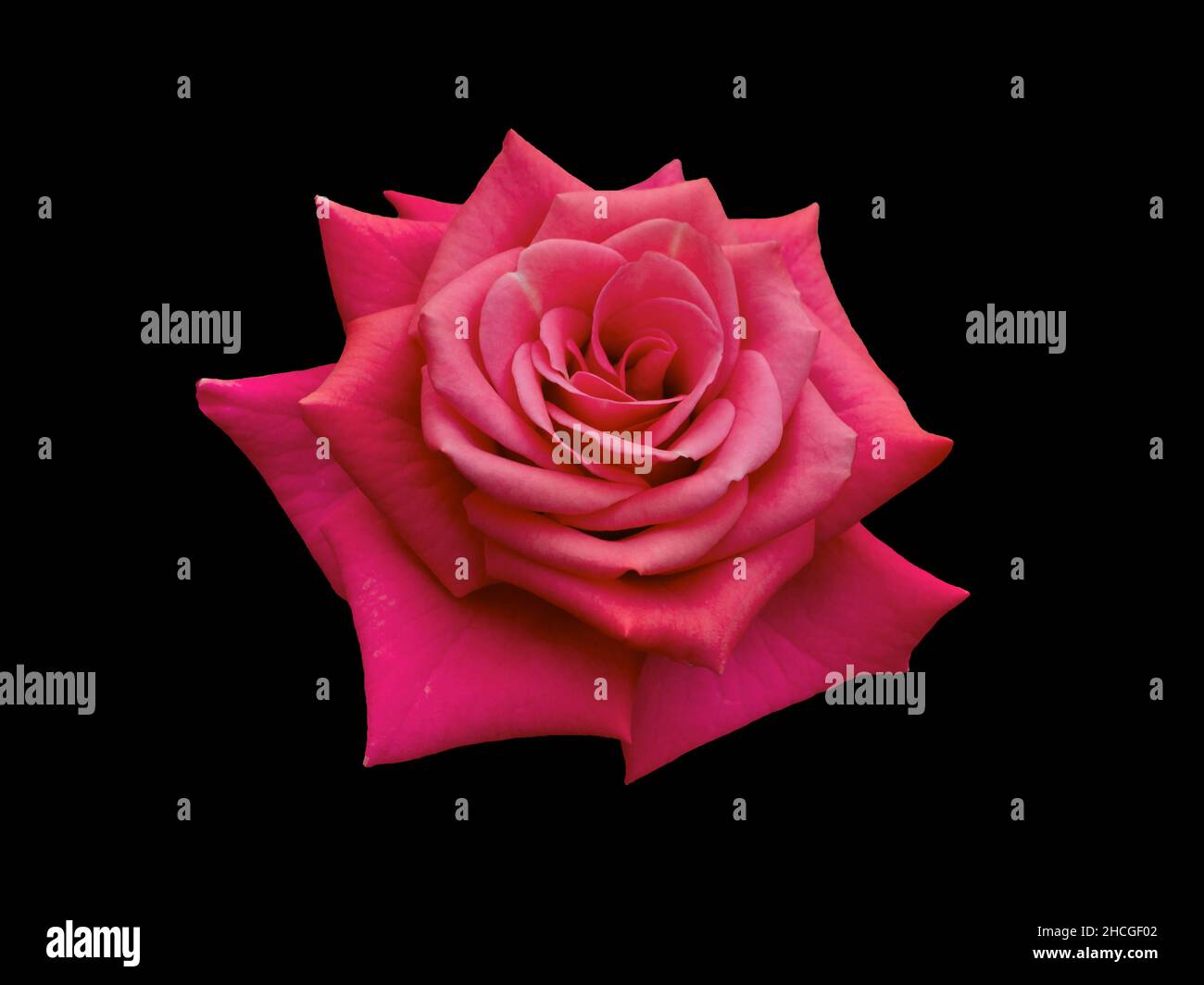 Rose foncé sur fond noir Banque D'Images
